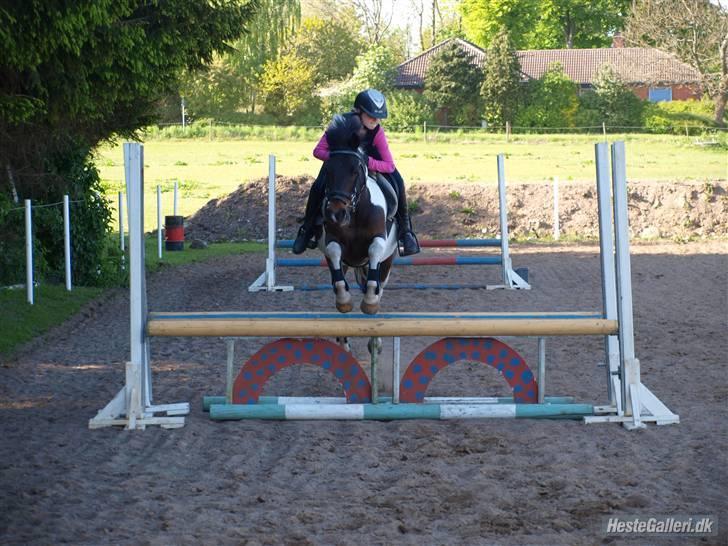 Anden særlig race Royal Rubin - jeg er i himlen billede 5