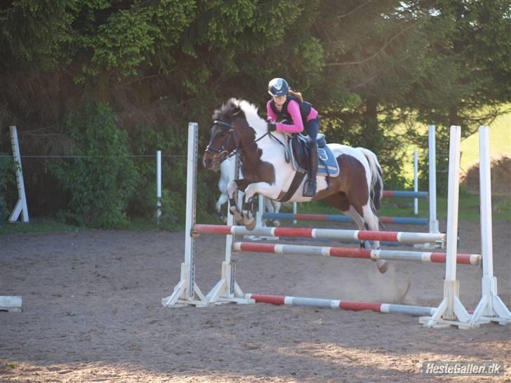 Anden særlig race Royal Rubin - og hop....!! billede 6