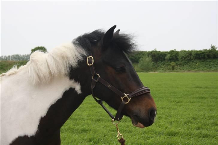 Anden særlig race Royal Rubin - Er jeg ikk brare nuttet billede 7