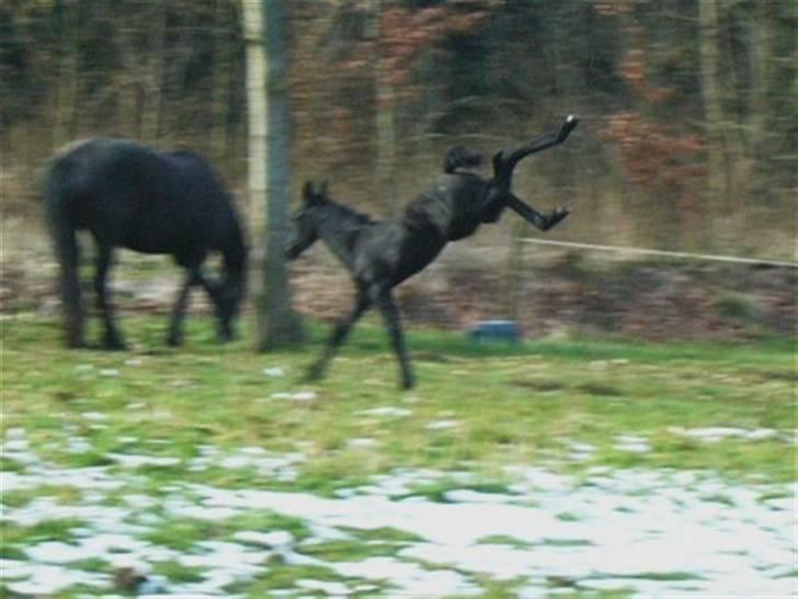 Frieser ¤  Naja   (NULLE) ¤   - 25-03-2008,   Naja 10 dage gammel billede 9