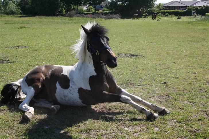 Anden særlig race Royal Rubin - Det ska der til. billede 8