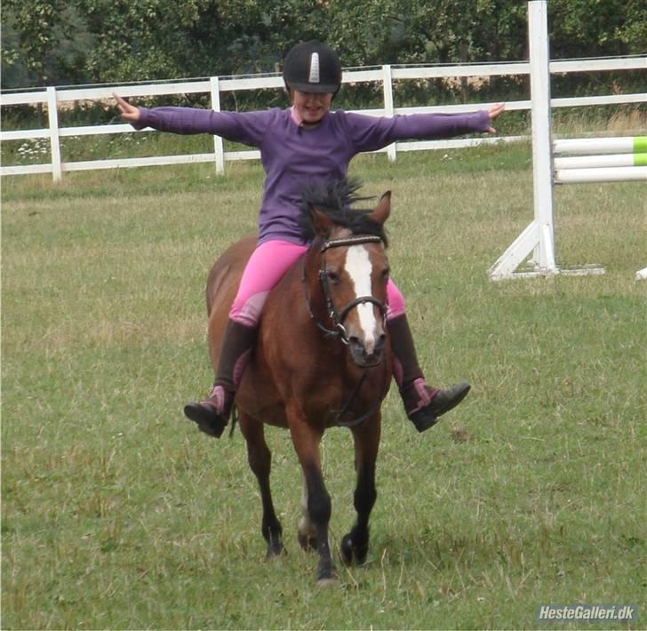 Welsh Pony af Cob-type (sec C) Polly Crown  R.I.P :'( <3 - Du var verdens bedste pony! <3 :´(. billede 10