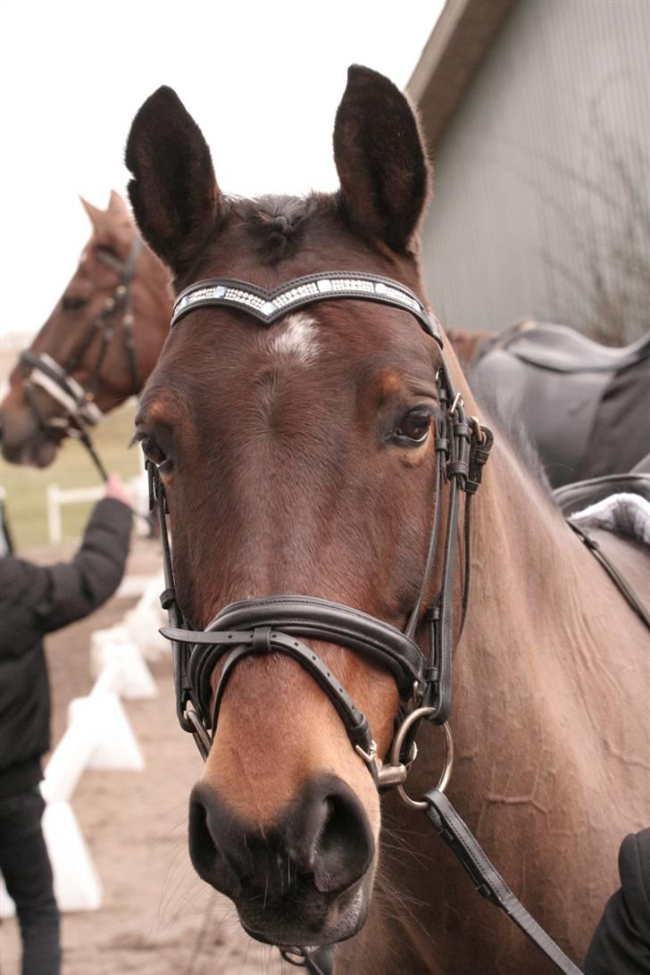 Pinto Araber Seven Garbo *Himmelhest* billede 7