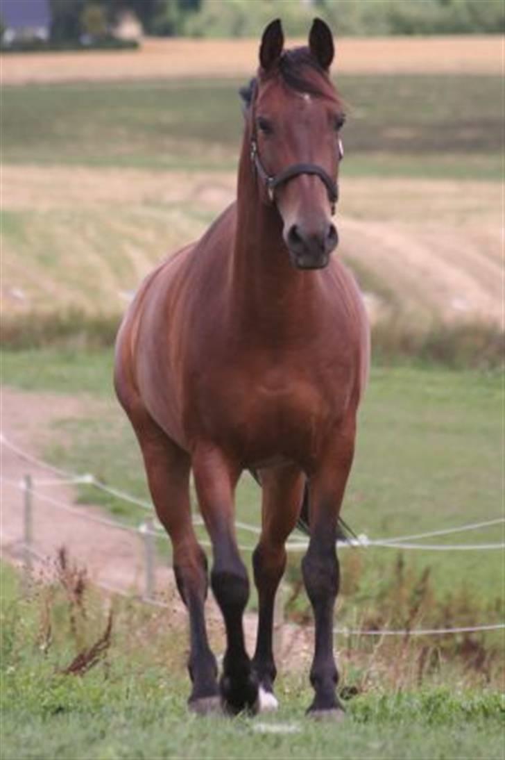 Pinto Araber Seven Garbo *Himmelhest* billede 8