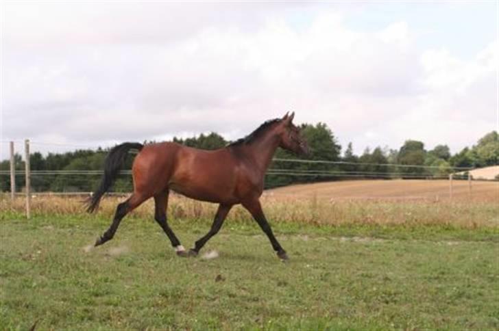 Pinto Araber Seven Garbo *Himmelhest* billede 9