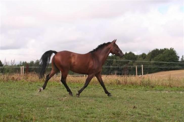 Pinto Araber Seven Garbo *Himmelhest* billede 10