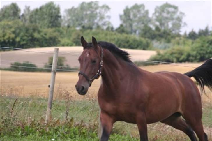 Pinto Araber Seven Garbo *Himmelhest* billede 11