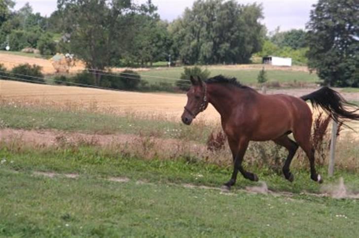 Pinto Araber Seven Garbo *Himmelhest* billede 12