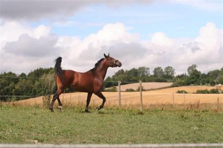 Pinto Araber Seven Garbo *Himmelhest* billede 13