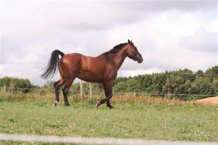 Pinto Araber Seven Garbo *Himmelhest* billede 14