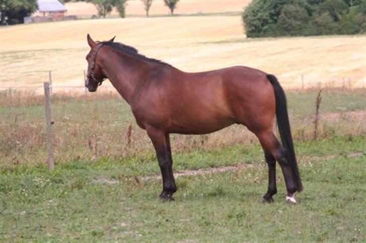 Pinto Araber Seven Garbo *Himmelhest* billede 15