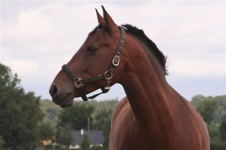 Pinto Araber Seven Garbo *Himmelhest* billede 16