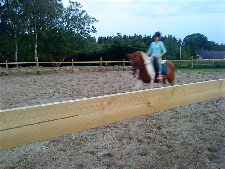 Anden særlig race Quick step<3 billede 5