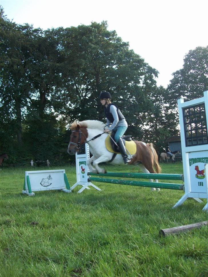 Anden særlig race KLAUS - SOLGT :'(<3 - - jeg er stolt over dig klaus... billede 4