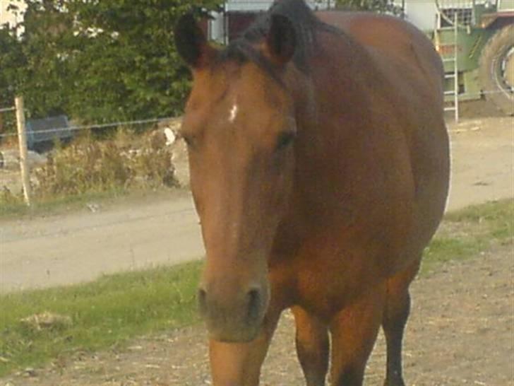 Anden særlig race schamy billede 17