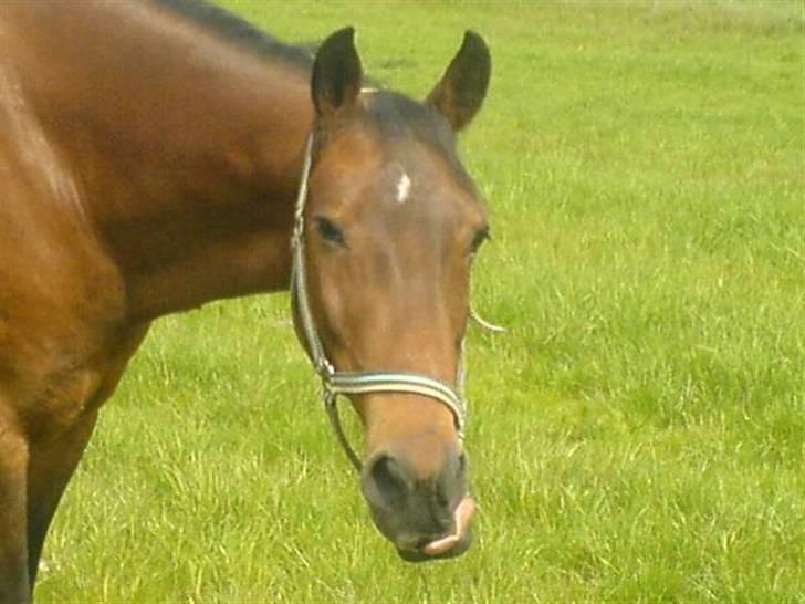 Anden særlig race schamy - hmm græs smager alså godt billede 18