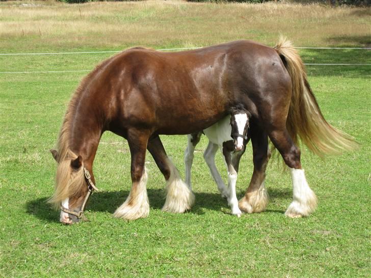 Tinker Lady Harmonie - 15 dage, kan endnu lige skyde genvej under moar:-) billede 8