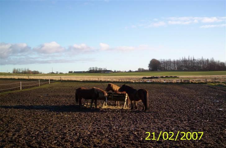 Islænder Skuggi fra Alskær billede 10