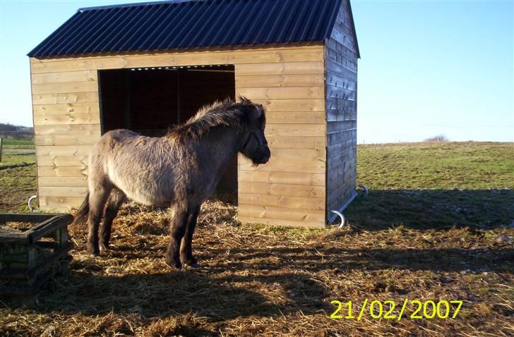 Islænder Skuggi fra Alskær billede 11