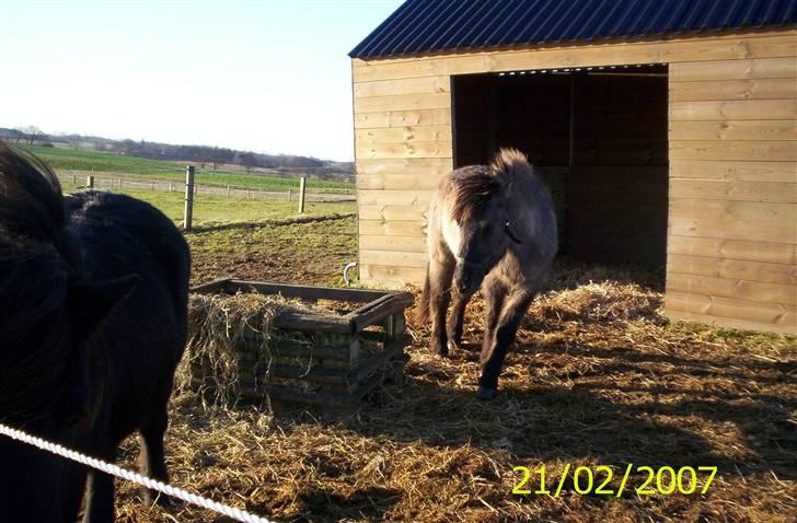 Islænder Skuggi fra Alskær billede 12