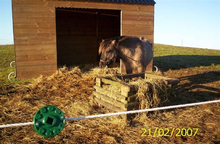 Islænder Skuggi fra Alskær billede 13