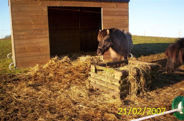 Islænder Skuggi fra Alskær billede 14