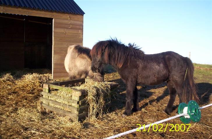Islænder Skuggi fra Alskær billede 15