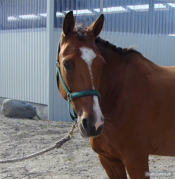 Traver Highlight<3†DØD†savnet:'( - wow se ham lide billede 18