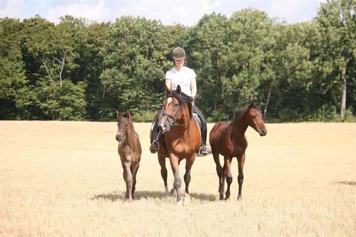 Trakehner Kandis Dyrhave - Velkommen til min springbønnesprofil. Her ses hun sammen med sit føl fra 2008 Kayla Dyrhave/ (t.v) og hendes halvsøster Kassidy Dyrhave (t.h) billede 1