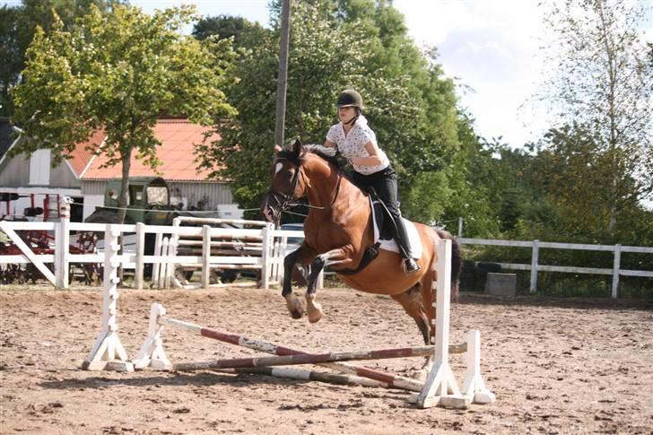 Trakehner Kandis Dyrhave - En af de første gange hvor jeg finder ud af, at Kandis skal være springhest billede 2