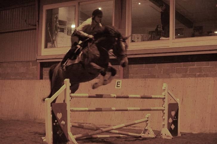 Trakehner Kandis Dyrhave - Så blev den bare bedre og bedre til at springe billede 3