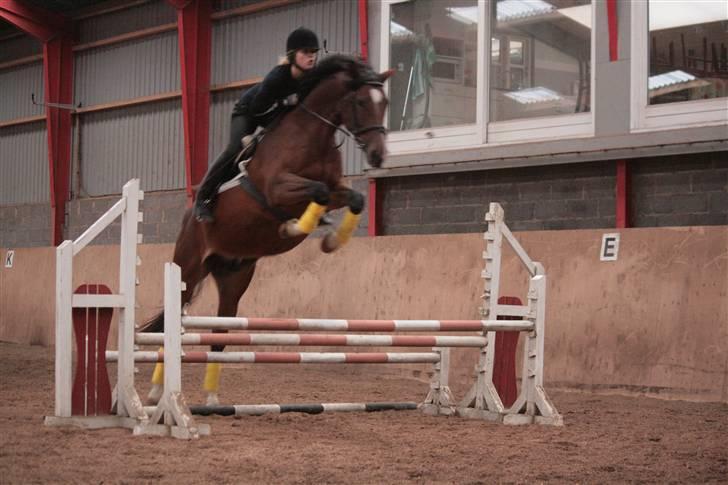Trakehner Kandis Dyrhave - KAndis blev helt tosset og glad for at springe og begyndte at trække vildt meget på springene billede 4