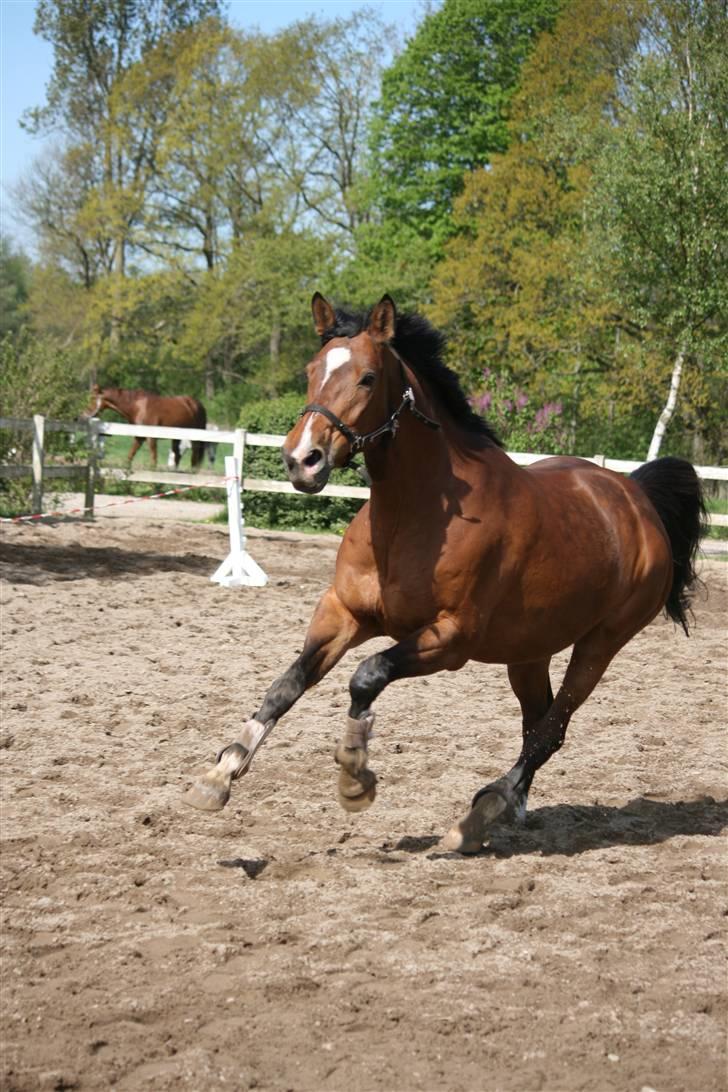 Trakehner Kandis Dyrhave - Weeee Løsspringning  Happy Happy Kandis billede 5