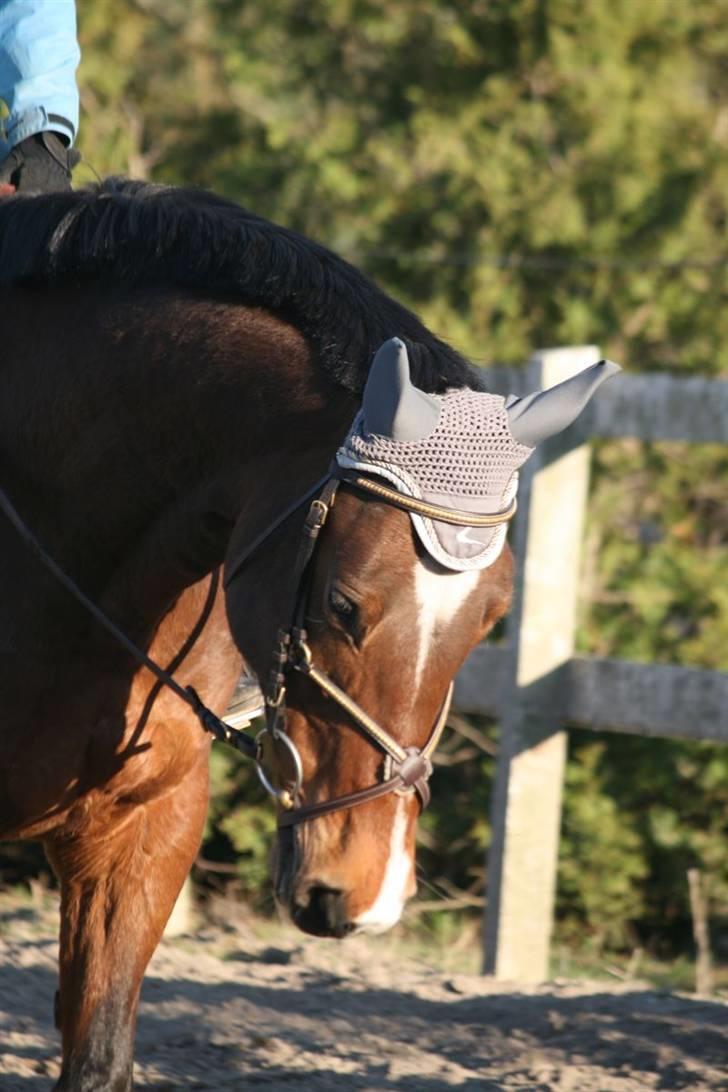 Trakehner Kandis Dyrhave - En springhest skal også ha udstyret i orden .. hehe billede 6