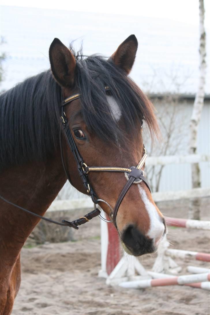 Trakehner Kandis Dyrhave - Kandis og hendes enorme hårpagt billede 8