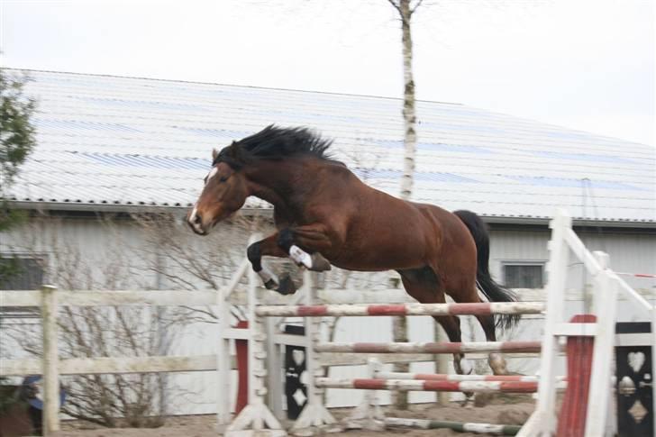 Trakehner Kandis Dyrhave - Løsspringning  billede 9