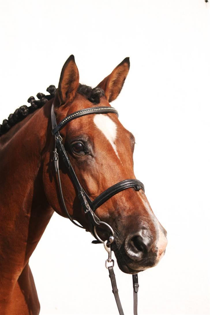 Trakehner Kandis Dyrhave - Smukke hest tage til følskude med Kayla 2008 billede 11