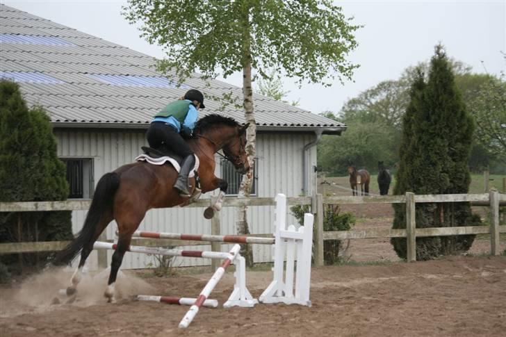 Trakehner Kandis Dyrhave - Vores første springundervisning sammen forår 2009 billede 13