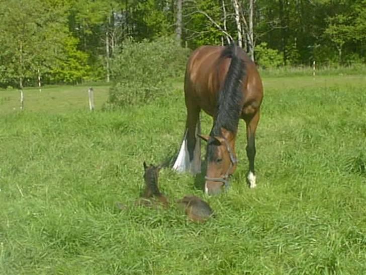 Trakehner Kandis Dyrhave - Kandis Dyrhave og hendes første fødte Katalie Dyrhave billede 14