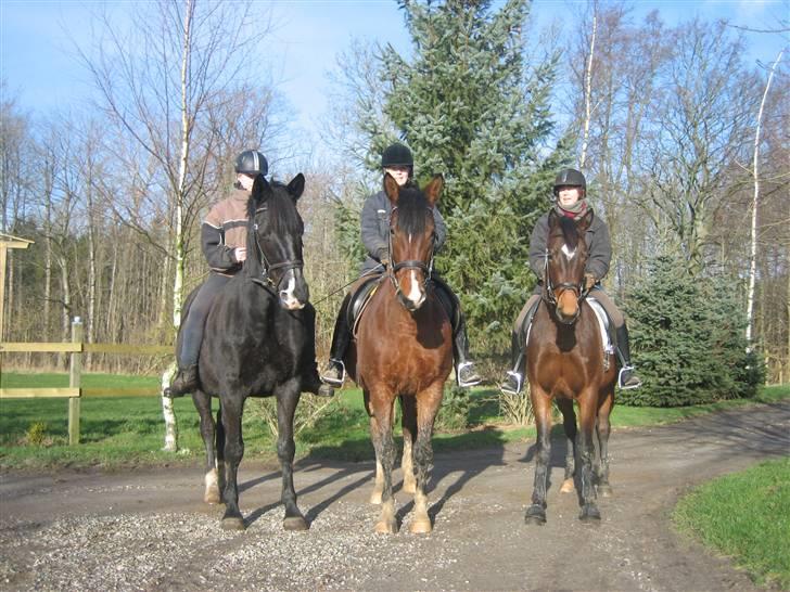 Trakehner Kandis Dyrhave - Her er 3 generationer. Første er Kamelia, Kandis mor, Kandis i midten og Katalie til højre billede 16