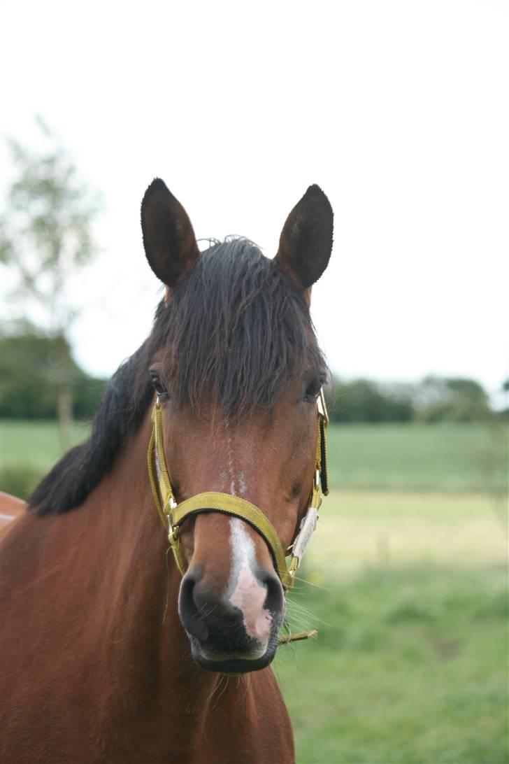 Trakehner Kandis Dyrhave - Kandis Dyrhave 2009 billede 17