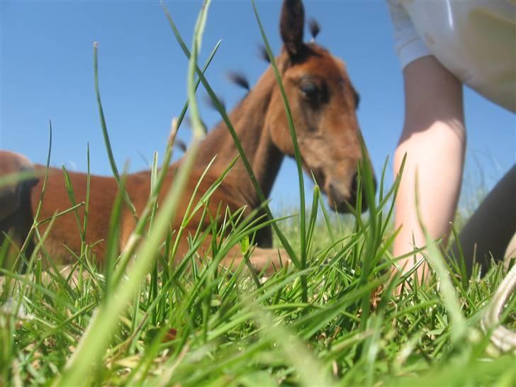 Traver Silke EC - Se hvor er jeg bare det smukkeste føl i verden<3 Foto: Mig billede 18