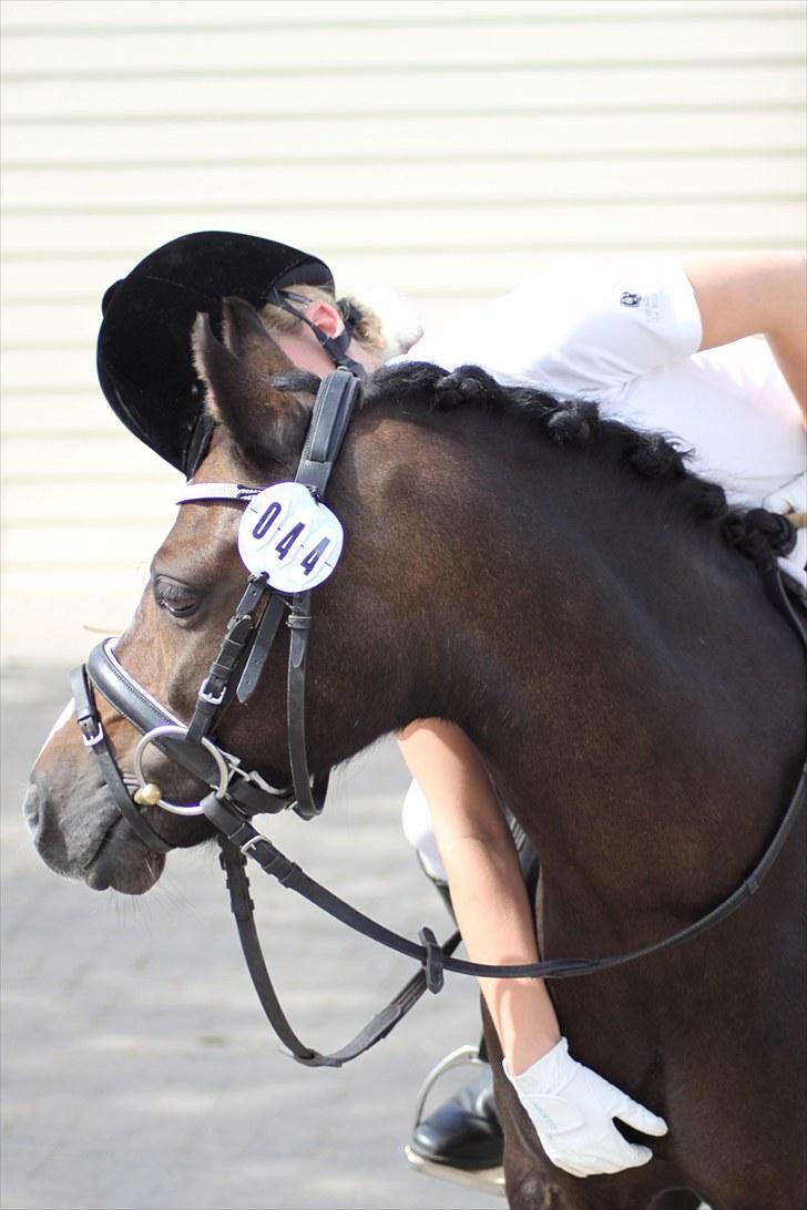 Welsh Mountain (sec A) Fakla Gerald A-pony  ¤Solgt¤ - Du er en klasse for dig selv! Jeg elsker dig ubeskrivligt meget :-* billede 16