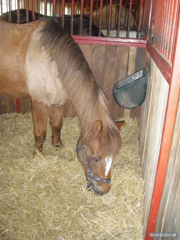 Anden særlig race Bella Mi SOLGT - Miss u - Bella pigen i boksen <3 Hun står altså på spåner det er bare fordi hun har så meget halm der xD Foto: Frida billede 12