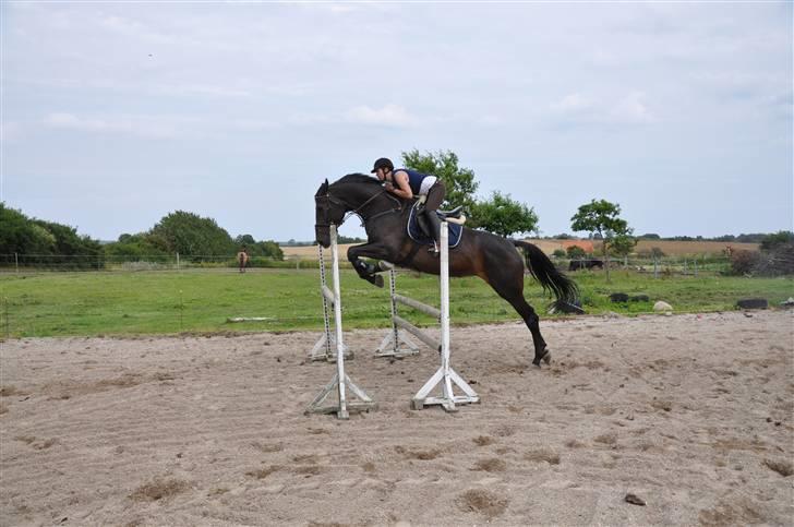 Holstener Claudi (Solgt) billede 2