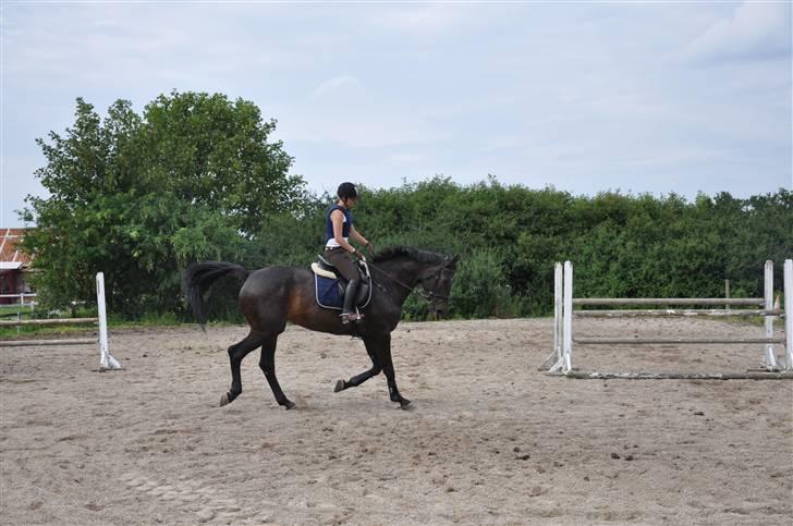 Holstener Claudi (Solgt) billede 4