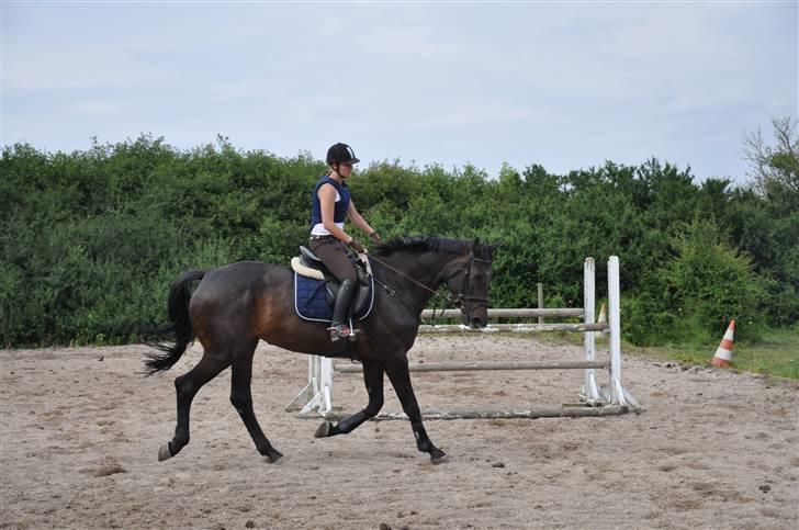 Holstener Claudi (Solgt) billede 5