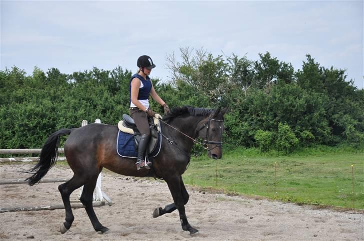 Holstener Claudi (Solgt) billede 6