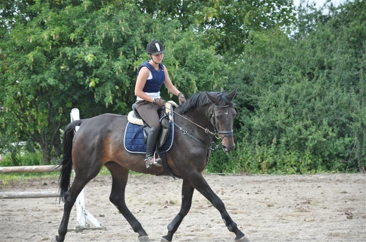 Holstener Claudi (Solgt) billede 7