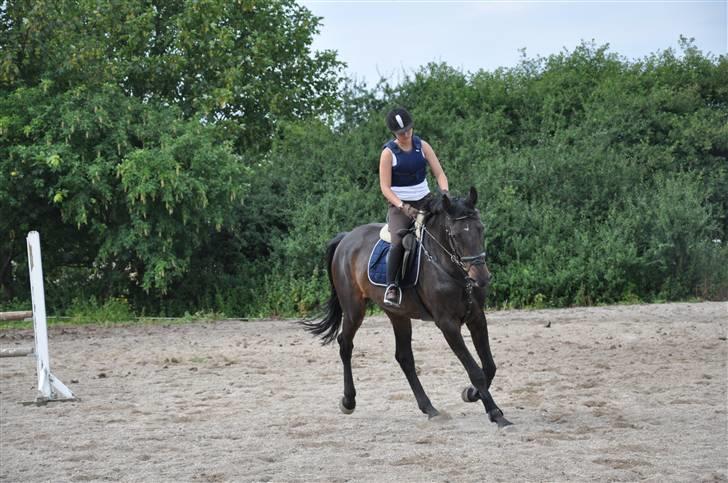 Holstener Claudi (Solgt) billede 8